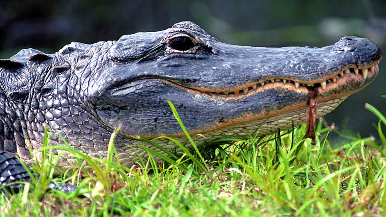 Alligator Up Close